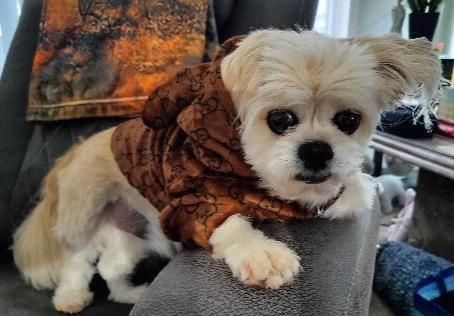 Dream Dog Hoodie Luxury Designer-Inspired Replica Dog Jacket Coat Zipper Easy On/Off Designer Inspired Ears and Lined Soft Jacket Design Warm Clothing Pink and Brown XS to 3XL