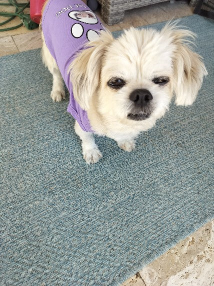 Dream Dog Luxury T-Shirt, Cat Kitten Dog Puppy Pet Clothes Apparel, Perfect for Everyday, Medium to 5XL. Medium Breeds