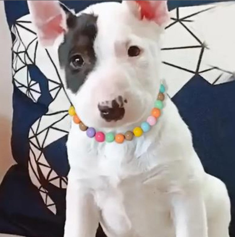Dream Dog Pet Collar with Beads, Adjustable Necklace Wedding Cat Dog Necklace Jewelry, Small, Medium and Large
