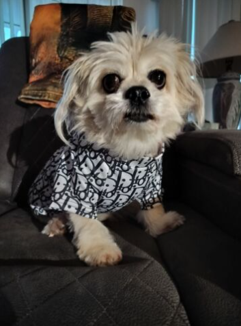 Dream Dog Luxury Designer-Inspired Replica Fashion Trending Dog Stylish Dress Shirt Pet Cat Clothes Black and White Apparel X-S to 3XL, Small to Medium Breeds