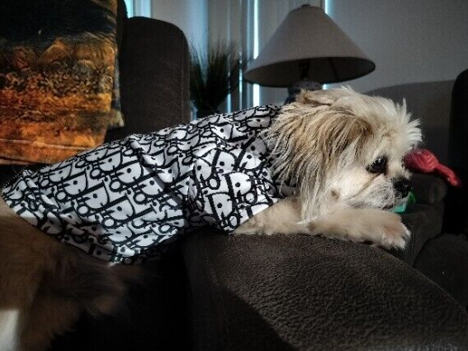 Dream Dog Luxury Designer-Inspired Replica Fashion Trending Dog Stylish Dress Shirt Pet Cat Clothes Black and White Apparel X-S to 3XL, Small to Medium Breeds