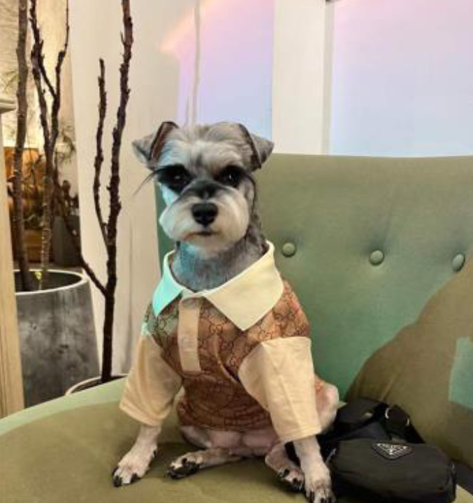 Dream Dog Luxury Fancy Fashion Dog Dress Shirt Cat Pet Clothes Apparel, Perfect for The Holidays, Birthdays, Two-Tone Beige, Small to Medium Breeds, from Small to XX-Large