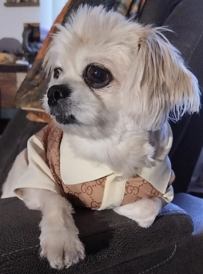 Dream Dog Luxury Fancy Fashion Dog Dress Shirt Cat Pet Clothes Apparel, Perfect for The Holidays, Birthdays, Two-Tone Beige, Small to Medium Breeds, from Small to XX-Large