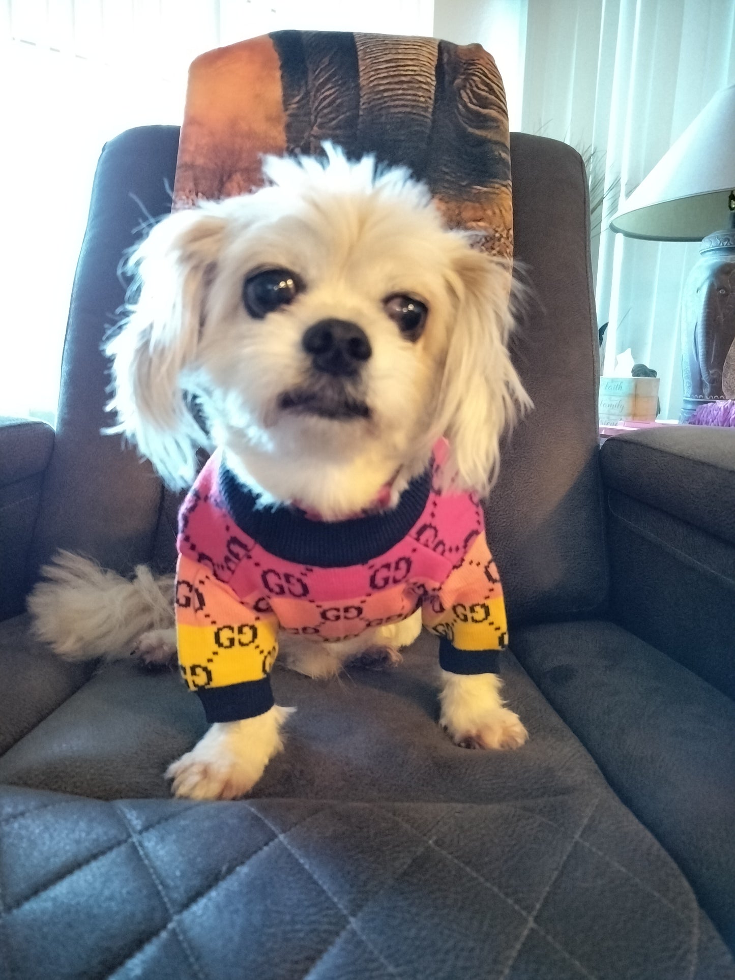 Dream Dog Luxury Designer Pet Sweater Rainbow Striped Multicolored Fashion Clothes Dog Cats Colorful Super Soft Warm, XS-XXL, Small-Medium Breeds
