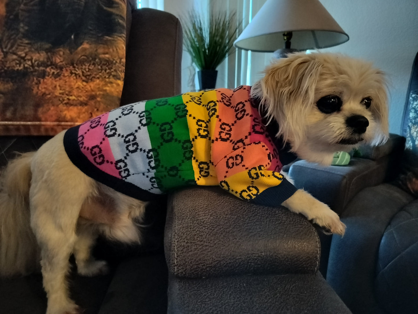 Dream Dog Luxury Designer Pet Sweater Rainbow Striped Multicolored Fashion Clothes Dog Cats Colorful Super Soft Warm, XS-XXL, Small-Medium Breeds