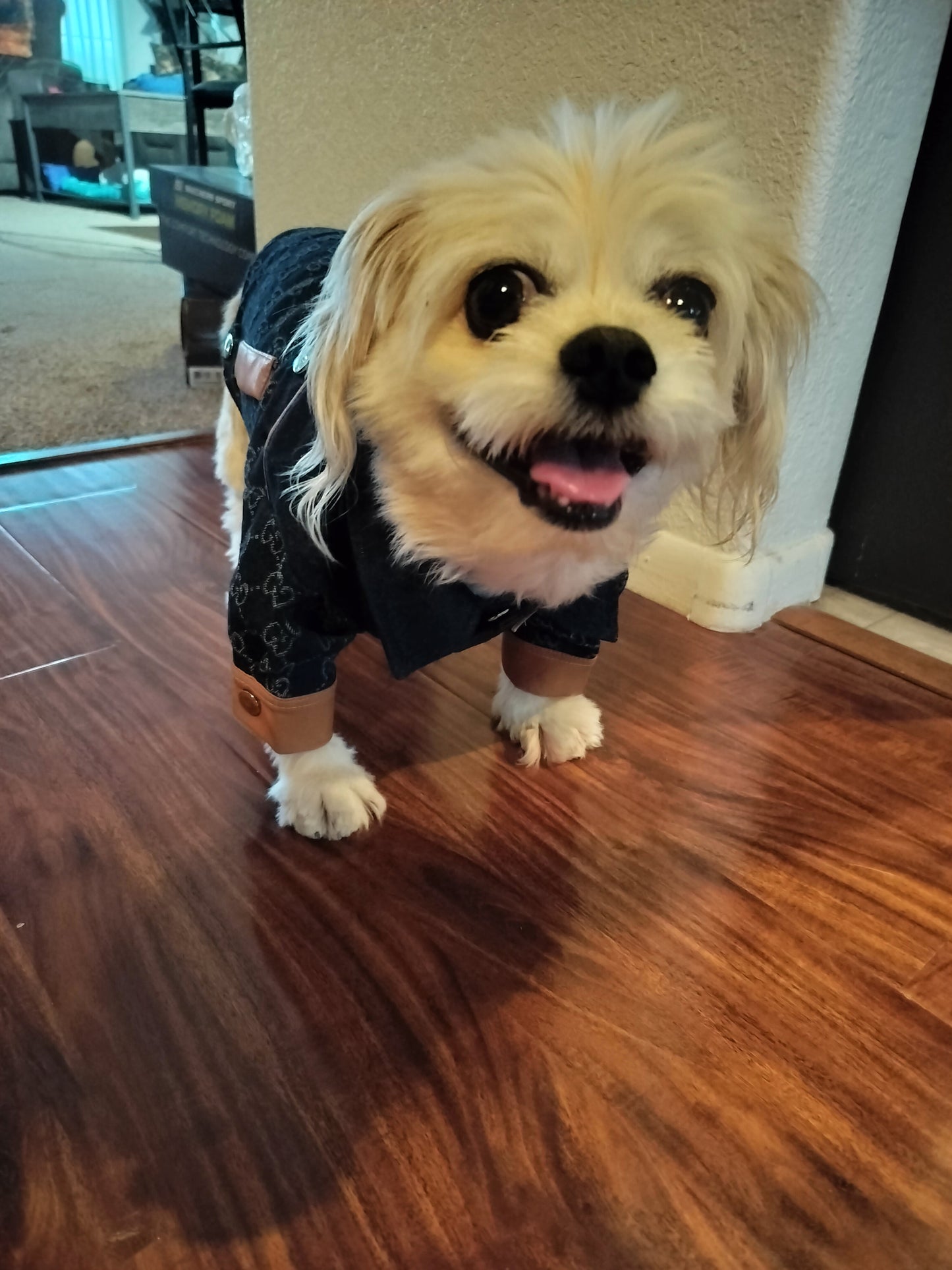 Dream Dog Luxury Designer-inspired Dog Jean Jacket Fashion Clothes Pet Cats Super Soft and Warm, Sizes X-Small to XX-Large