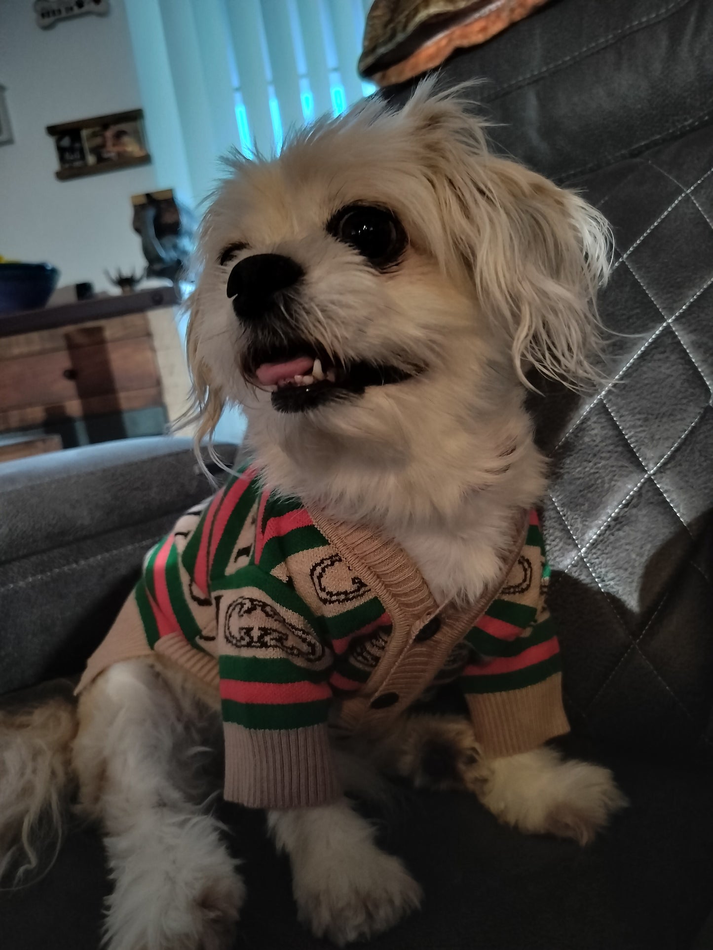 Dream Dog Luxury Designer- Inspired Replica Button Dog Sweater Cat Pet Clothes Apparel Beige with Red and Green Stripe, Sizes XS to 2XL, Small Medium Breeds