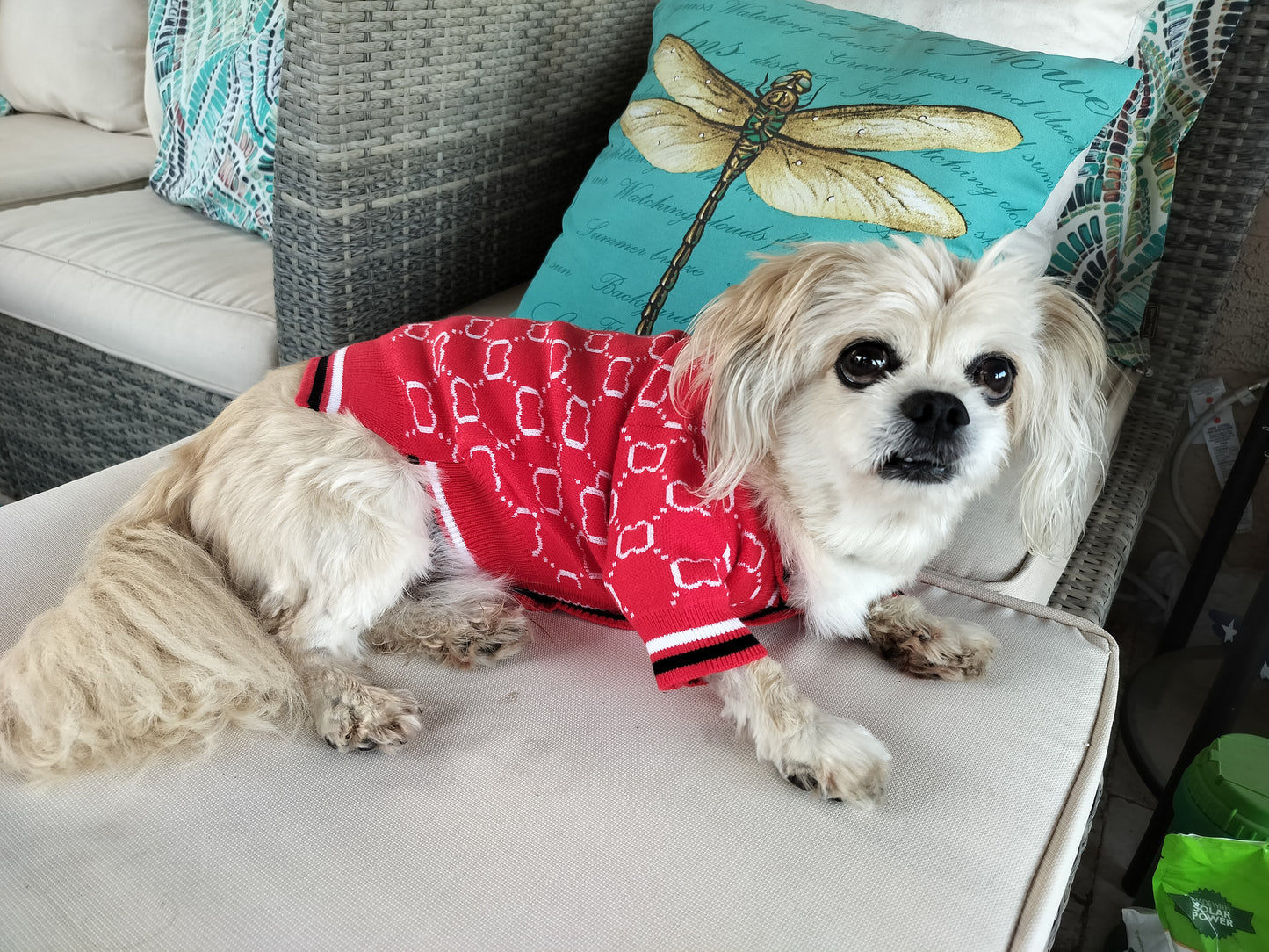 Dream Dog Luxury Designer-Inspired Replica Dog Button Sweater Red or Beige, Cat Pet Clothes Apparel, Soft and Warm Sweater Clothes, Small to Medium Breeds, Perfect All Year, Small to XX-Large