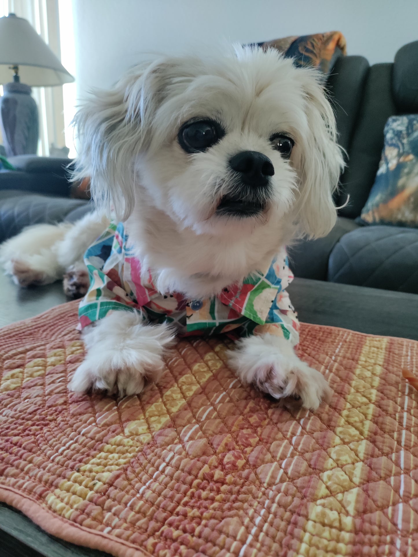 Dream Dog Luxury Cartoon Tawney Bear Cotton Dog Polo Shirt Pet Summer Party Stylish Clothes, X-S to XX-Large, Small - Medium Breeds