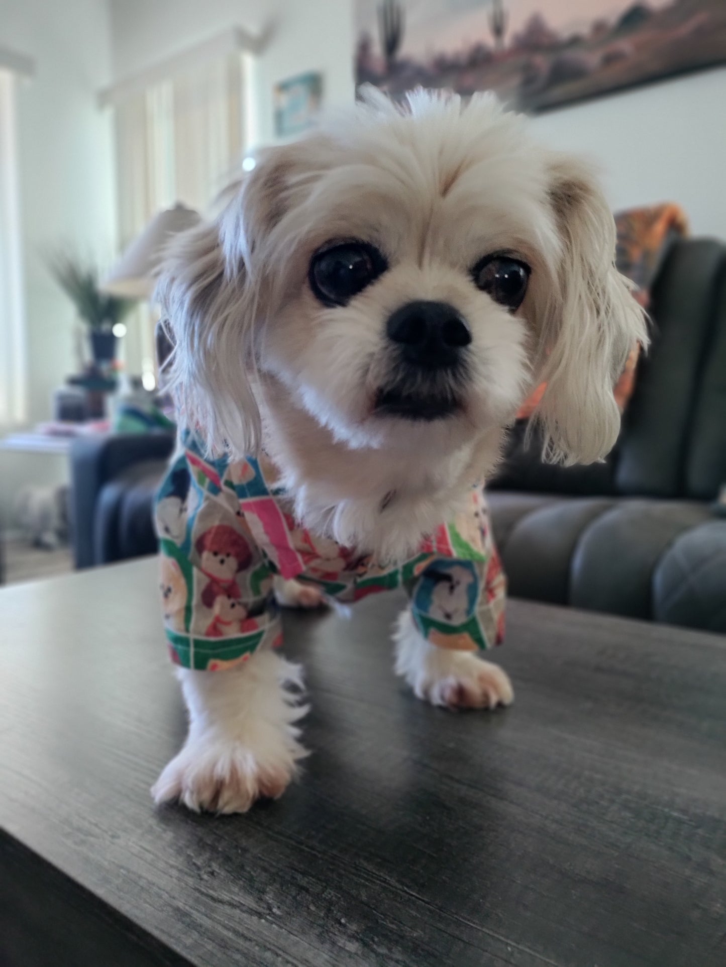Dream Dog Luxury Cartoon Tawney Bear Cotton Dog Polo Shirt Pet Summer Party Stylish Clothes, X-S to XX-Large, Small - Medium Breeds