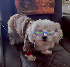 Dream Dog Luxury Designer-Inspired Replica Fashion Dog Brown Jacket Coat Classic Design Pet Puppy Hoodie Apparel, S to XXL, Small to Medium Breeds.