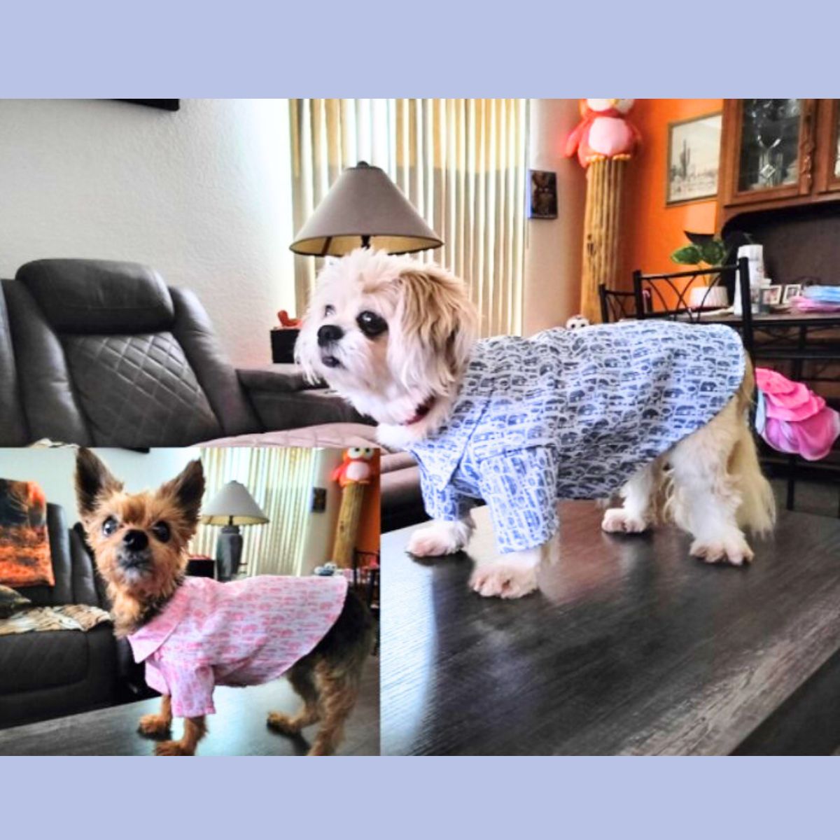 Dream Dog Luxury Desginer-Inspired Replica Summer Snap Button Shirt, Dog, Cat, Pet Clothes Apparel Soft Blue or Pink, Small Breeds, Small to XX-Large