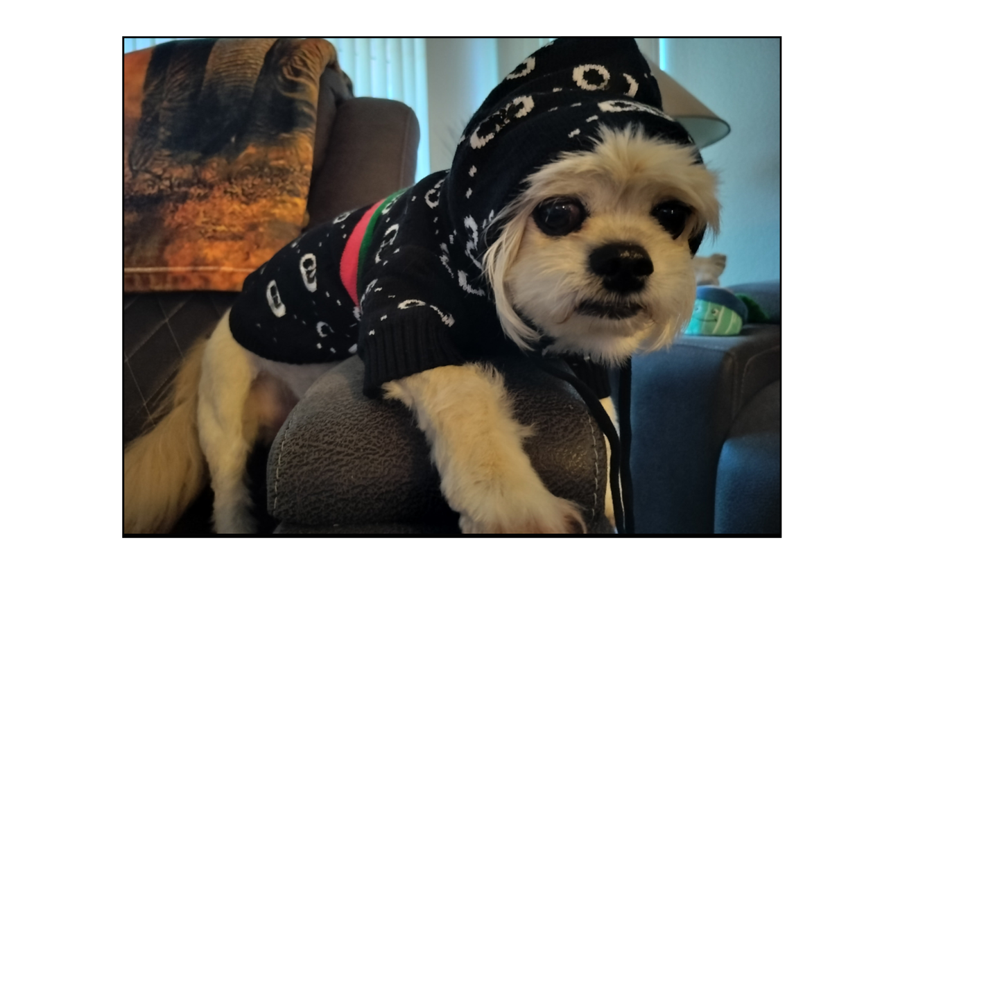 Dream Dog Fashion Dog Hooded Sweaters Cat Dog Pet Clothes Apparel, Pet Warm Hoodie Clothes, Small-Breeds, Beige, Brown & Black