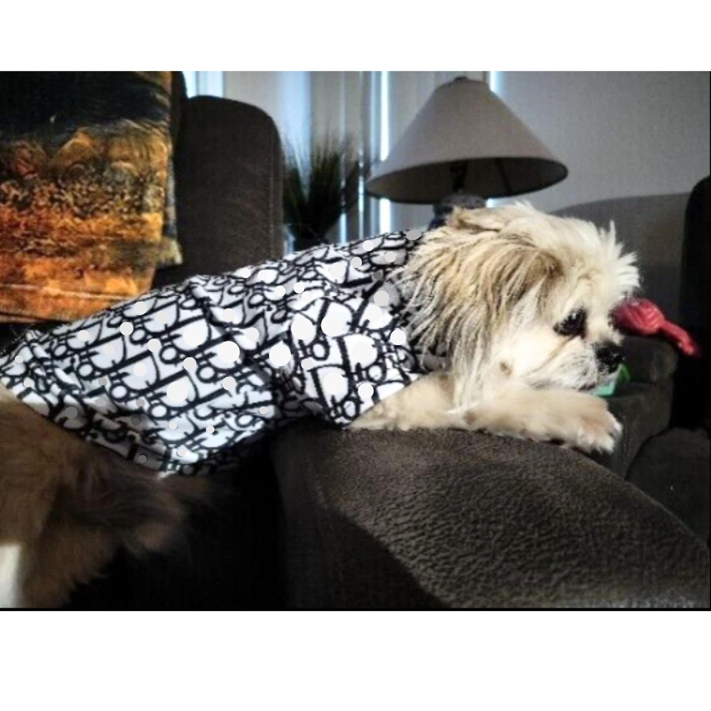 Dream Dog Fashion Trending Dog Stylish Dress Shirt Pet Cat Clothes Black and White Apparel Small to Medium Breeds