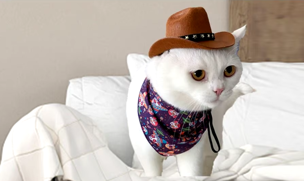 Dream Dog Cowboy Hat Pet Supplies Adjustable Dog Costume Top Hat Headwear Pet Hat Dogs Caps Pet Sun Hats for Cats