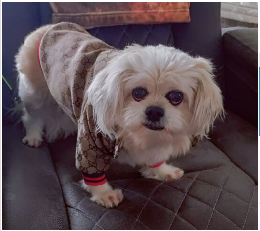 Dream Dog Luxury Designer-Inspired Replica Fashion Dog Brown Jacket Coat Classic Design Pet Puppy Hoodie Apparel, S to XXL, Small to Medium Breeds.