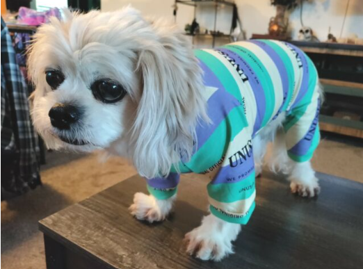 Designer Luxury Fashion Dog Pajamas Shirt Outfit, Cat Clothes Apparel, Multi-Color Stripe Unusual Design, Green, Orange and Rose Red, Small to Medium Breeds, Small to XX-Large