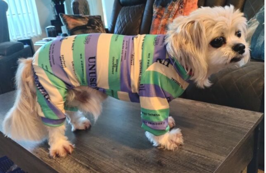 Designer Luxury Fashion Dog Pajamas Shirt Outfit, Cat Clothes Apparel, Multi-Color Stripe Unusual Design, Green, Orange and Rose Red, Small to Medium Breeds, Small to XX-Large