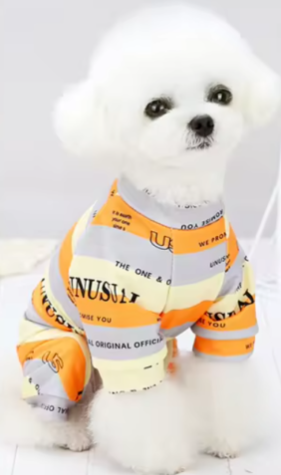 Designer Luxury Fashion Dog Pajamas Shirt Outfit, Cat Clothes Apparel, Multi-Color Stripe Unusual Design, Green, Orange and Rose Red, Small to Medium Breeds, Small to XX-Large