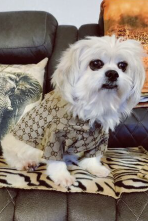 Dream Dog Designer Luxury Fashion Dog Shirt Pet Cat Clothes High Quality Summer Apparel