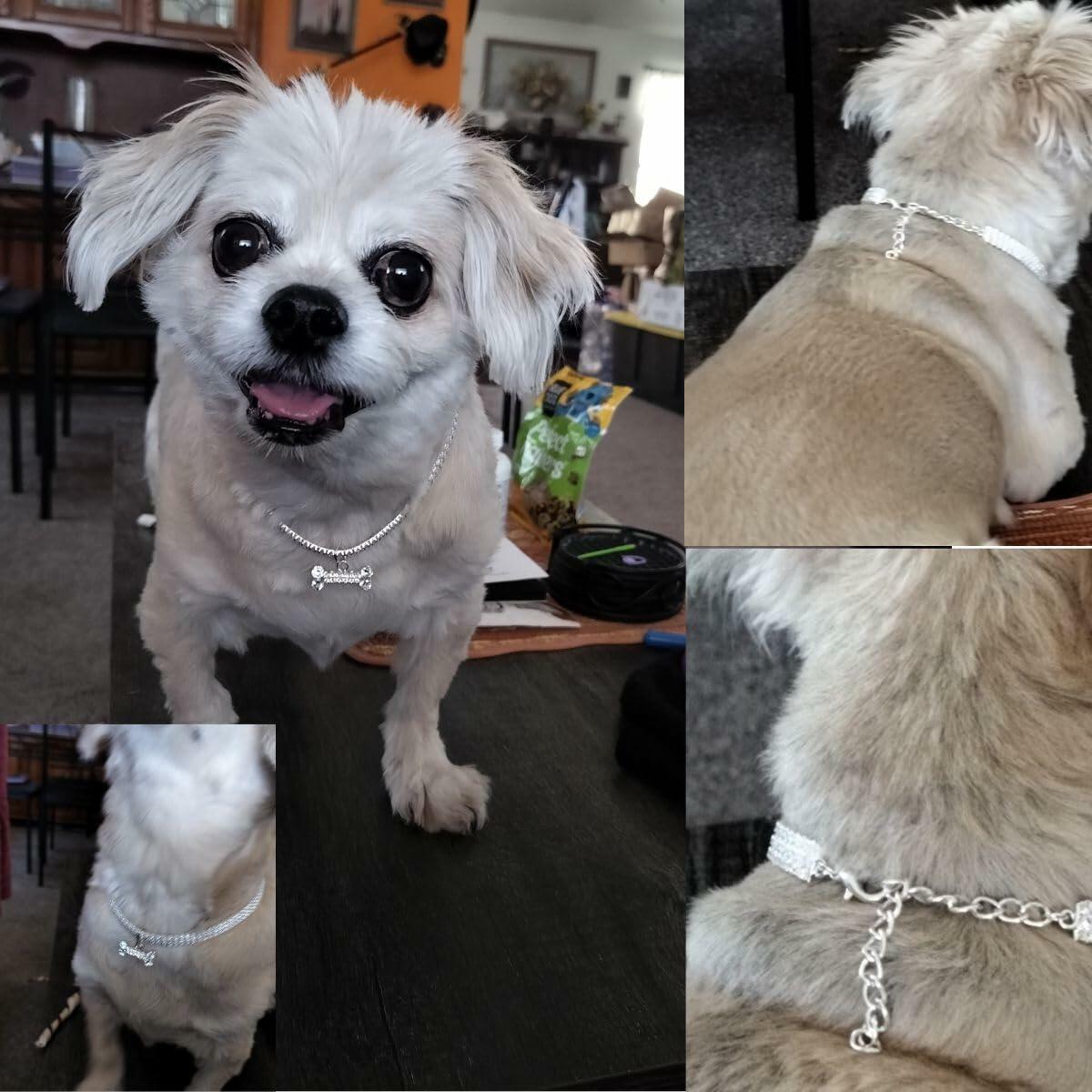 Dog Jewelry dog accessories (Rose Gold Paw, Medium)