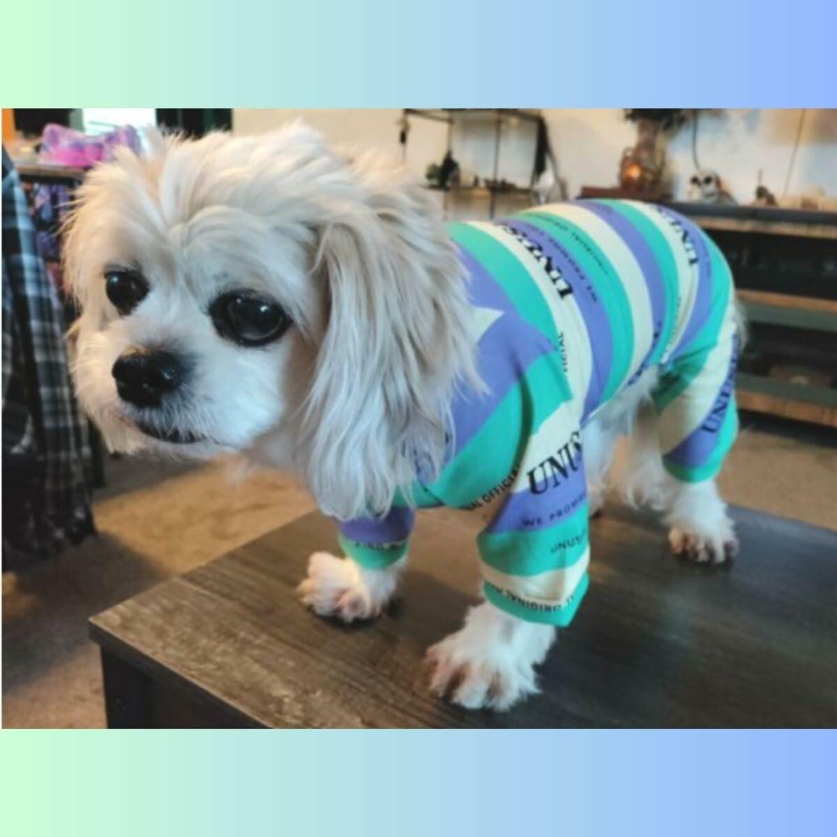 Dream Dog 16.5Designer Luxury Fashion Dog Pajamas Shirt Outfit, Cat Clothes Apparel, Multi-Color Stripe Unusual Design, Green, Orange and Rose Red, Small Breeds, Small to XX-Large (Rose Red, Large)