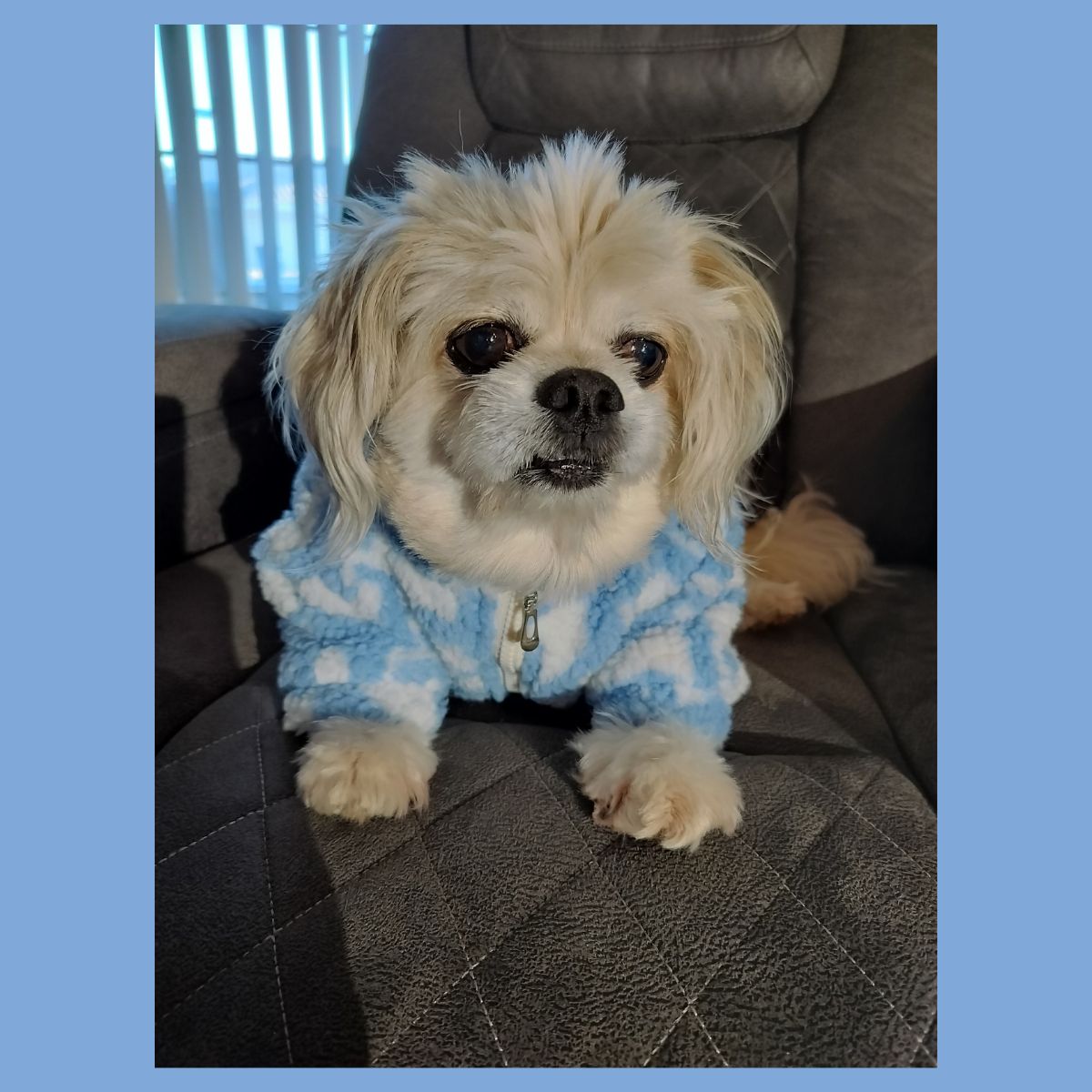 Dream Dog Luxury Designer-Inspired Replica Fashion Trending Fuzzy Jacket/Coat Cat Dog Apparel Pet Clothes, Super Soft, Warm Clothing, Blue with White and Black with White, XS to 4XL