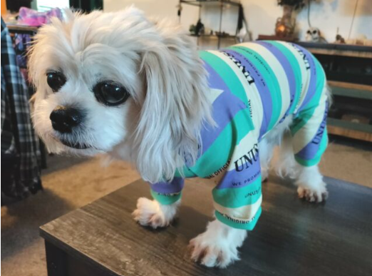 Luxury Summer Dog Pet Apparel T-Shirt or Pajamas Stripe Designers Dog Clothes