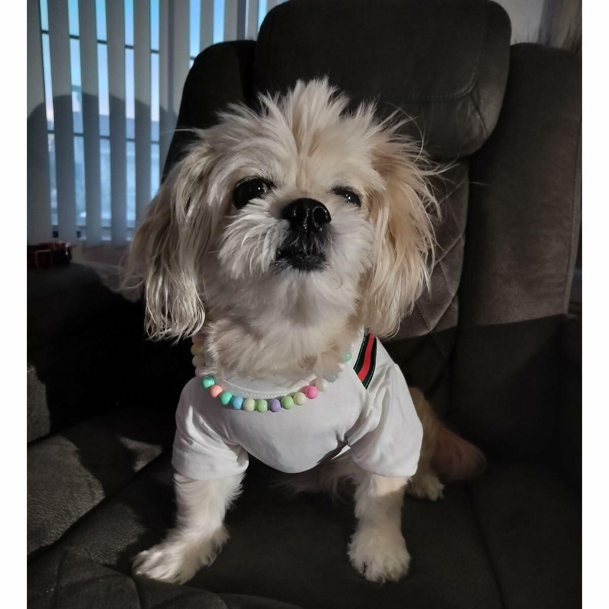 Luxury Designer-Inspired Replica Fashion Dog Summer Casual Shirt T-Shirt Outfit, Cat Pet Clothes Apparel, Black or White Holding a Sachet (on Fabric), Small Breeds, Small to XX-Large (White, Small)