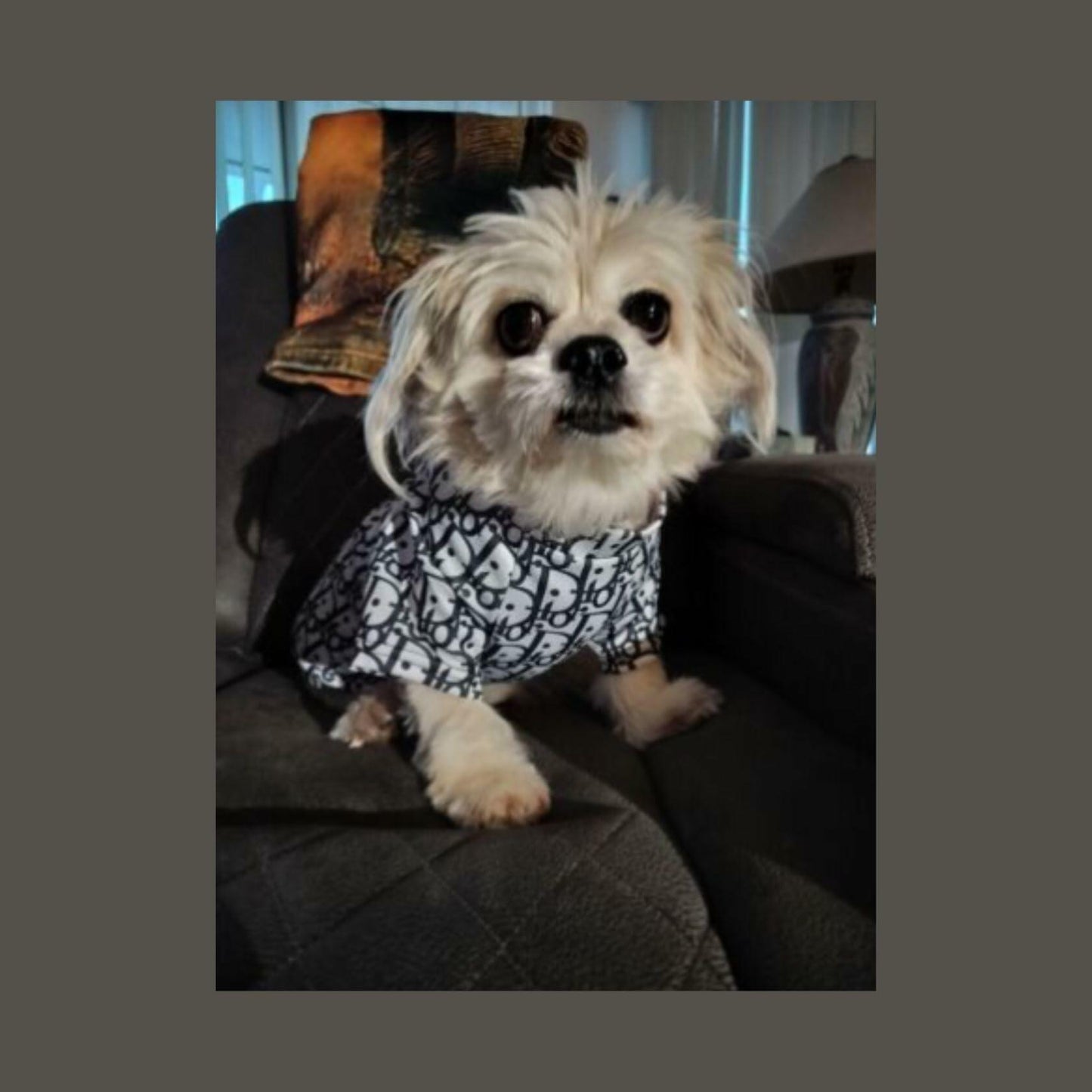 Luxury Designer-Inspired Replica.Dream Dog Trending Dog Stylish Dress Shirt Pet Cat Clothes Black and White Apparel X-S to 3XL, Small to Medium Breeds (3XL)