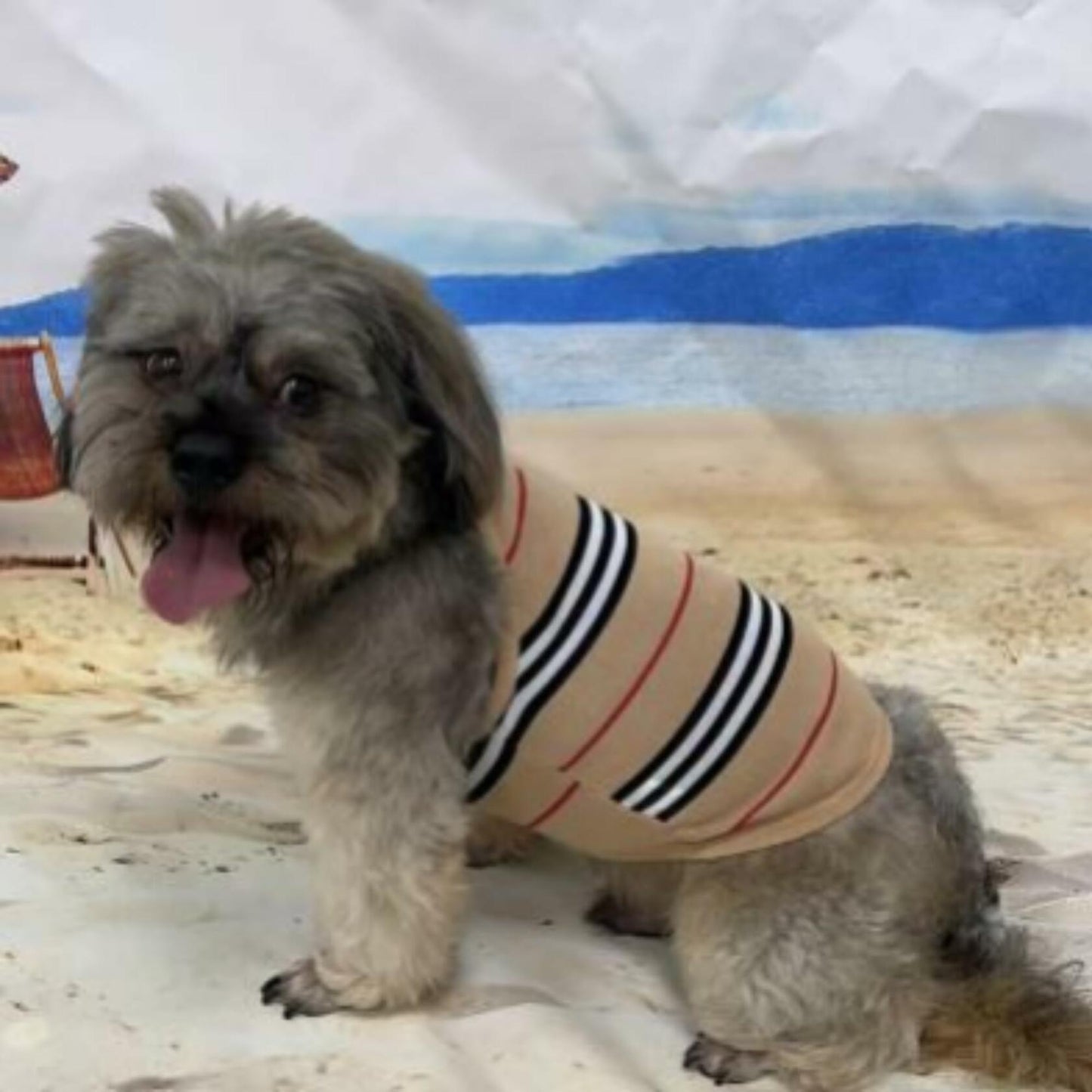 Dream Dog Small Breed - XS to 2XL - Luxury Sweater Vest, Cat, Pet, Dog Clothes, Super Soft Vest, Summer Winter Dog Apparel Beige Stripe